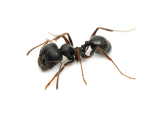 Pavement Ant