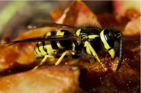 Yellow jacket (Vespula) — the aggressive ground-nesting species responsible for most late-summer stinging incidents.