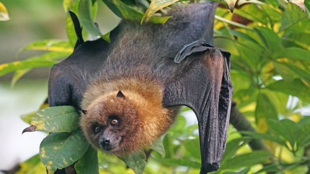 Bat