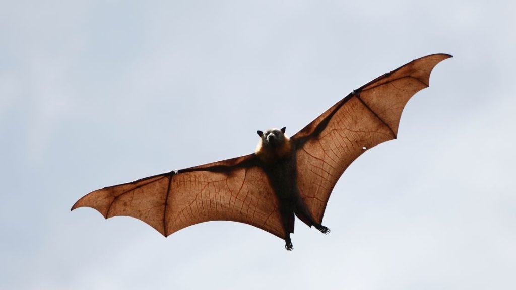 Bat