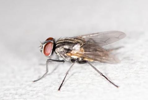 Cluster Flies