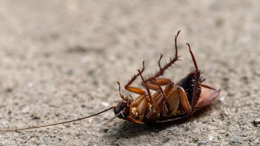 Commercial Cockroach Control