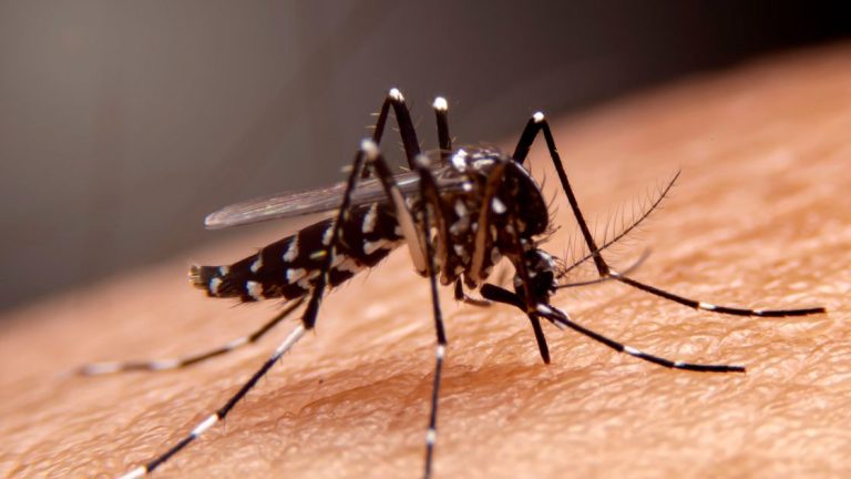 Commercial Mosquito Control