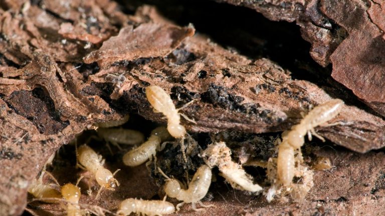 Discover what attracts termites