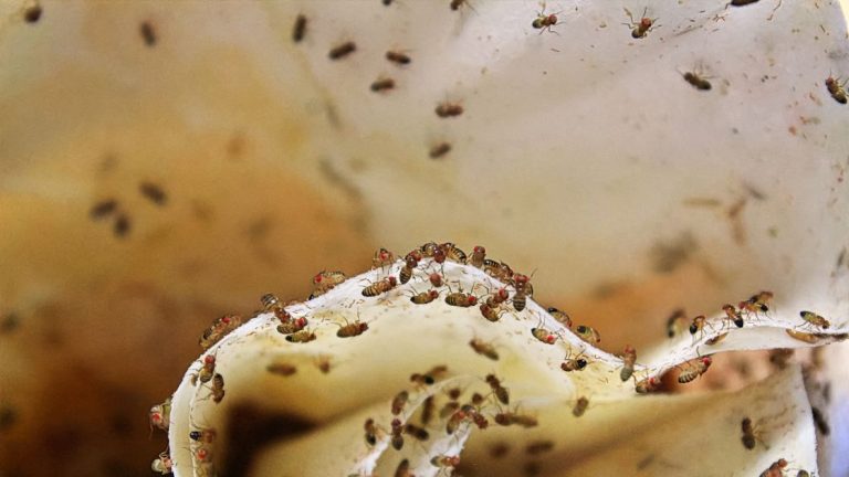 Flies Infestation