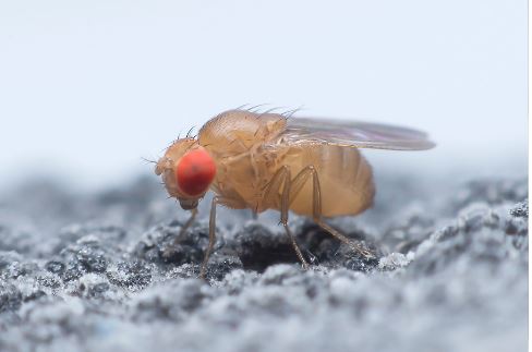Fruit Flies