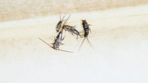 Get Rid of Silverfish