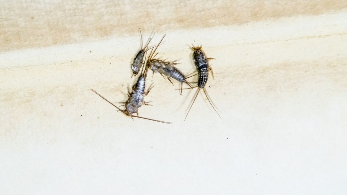 Get Rid of Silverfish