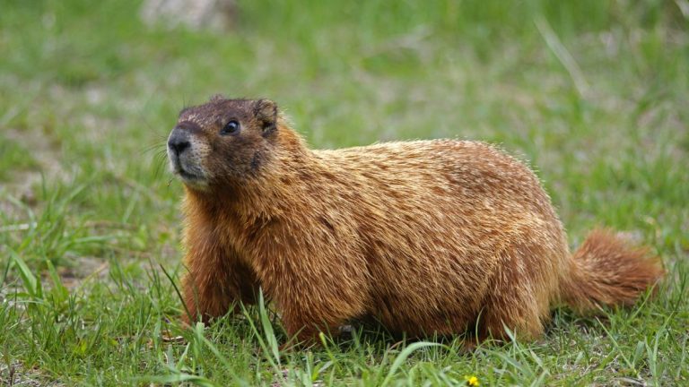 Groundhog