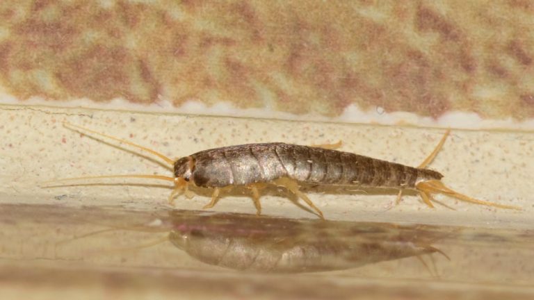 How to Identify and Get Rid of Silverfish in Your Bathroom