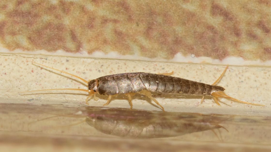 How to Identify and Get Rid of Silverfish in Your Bathroom