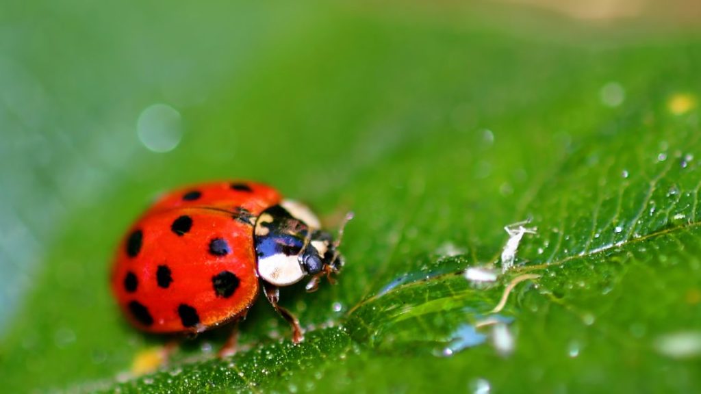 Ladybug Pest Control