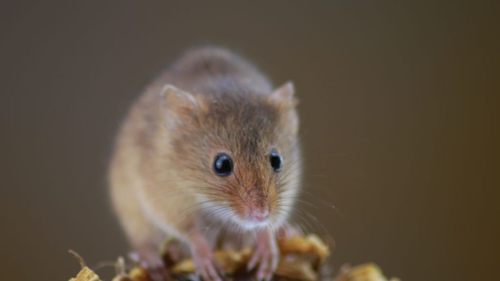 Mice in your home