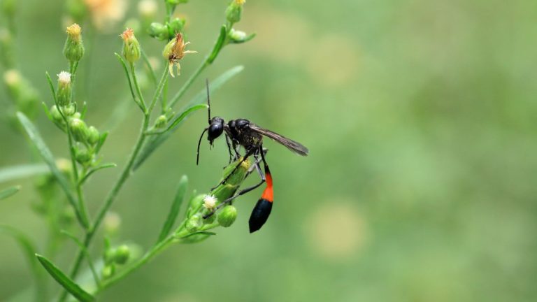 Mud Dauber Wasps