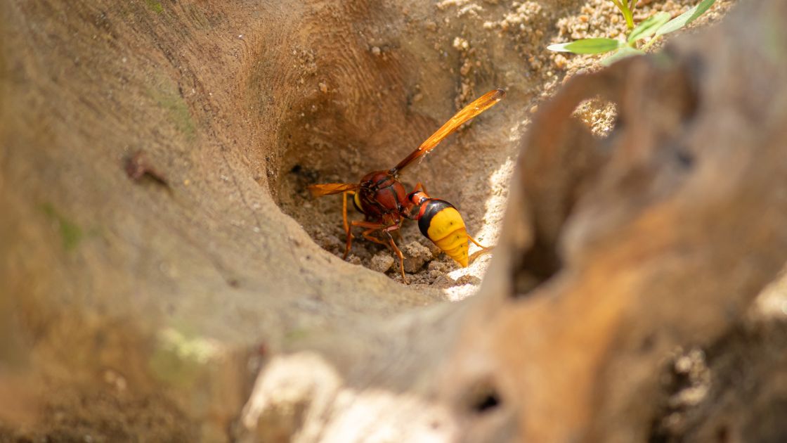Mud Dauber wasp gathering dirt and making balls and fly back to its nest