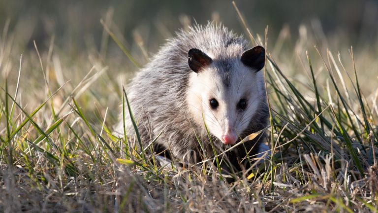 Opossum — common nuisance wildlife species found in crawlspaces and sheds.