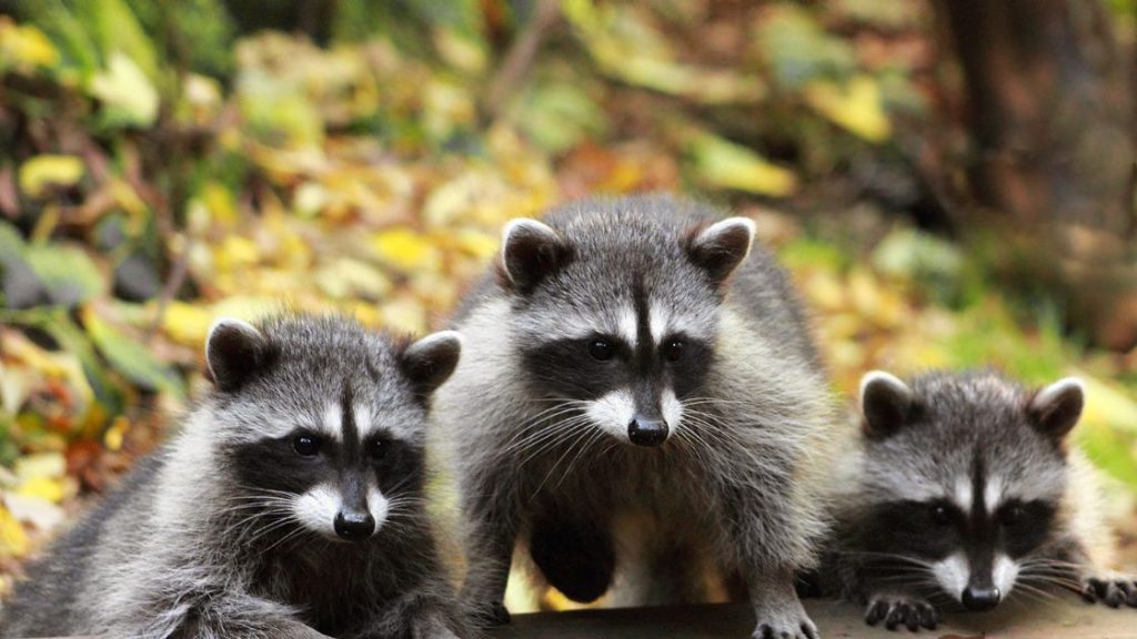 Raccoon Infestation