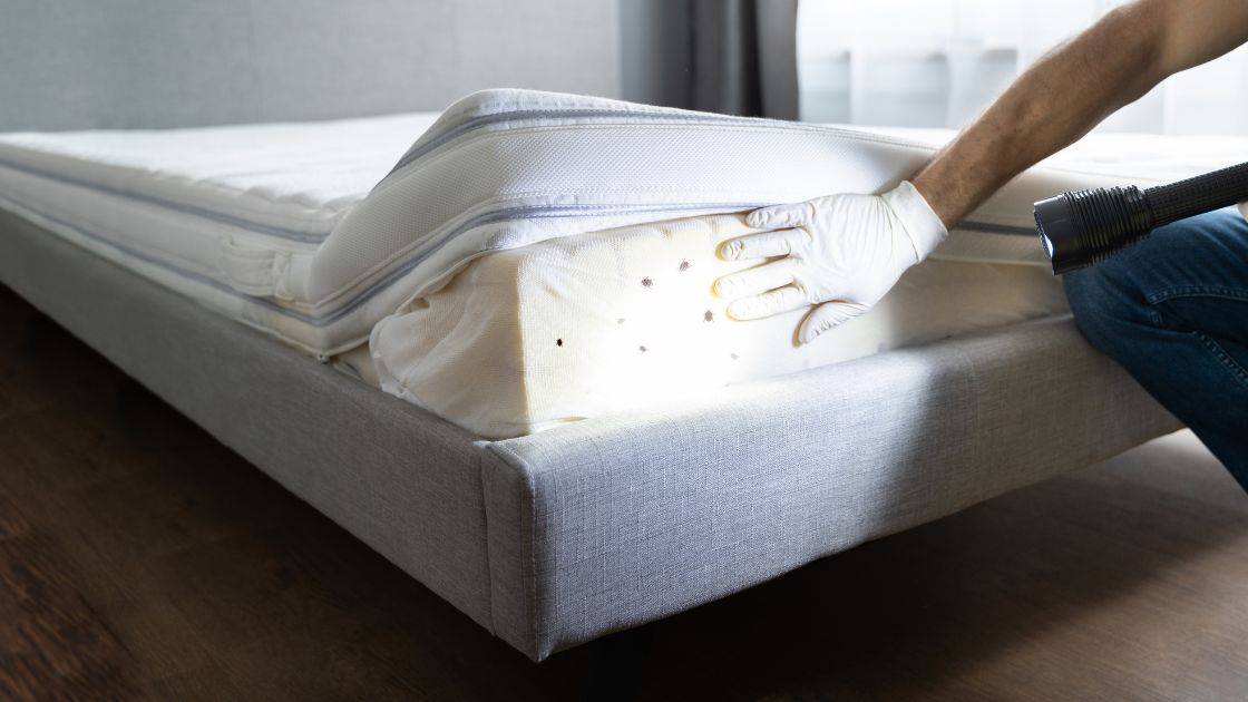 Titan Pest Pro technician inspecting a mattress.