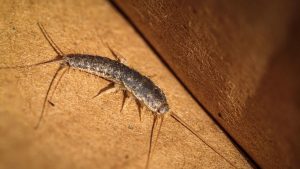 Silverfish