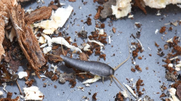 Silverfish Control