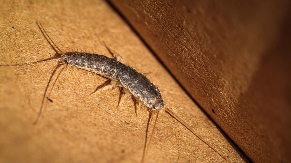 Silverfish