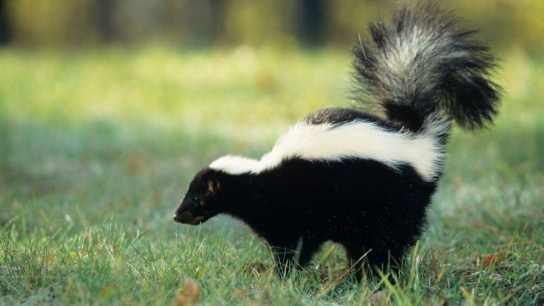 Skunk
