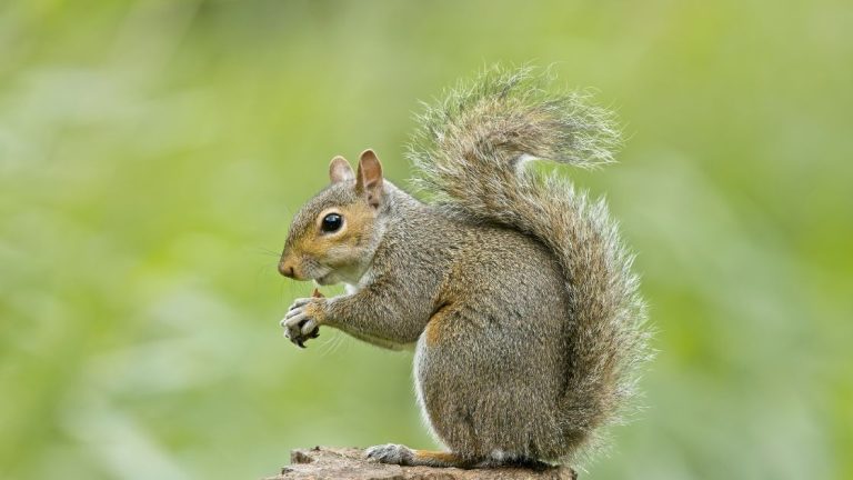 Squirrel