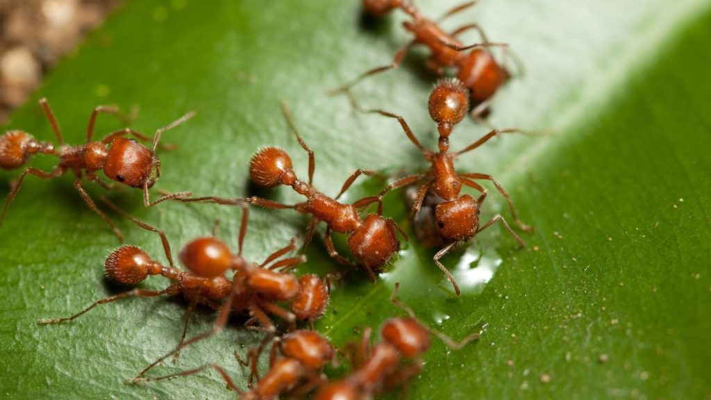 Ant Pest Control in Springfield, MO