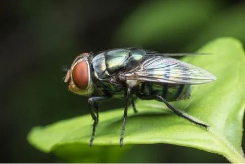 house fly