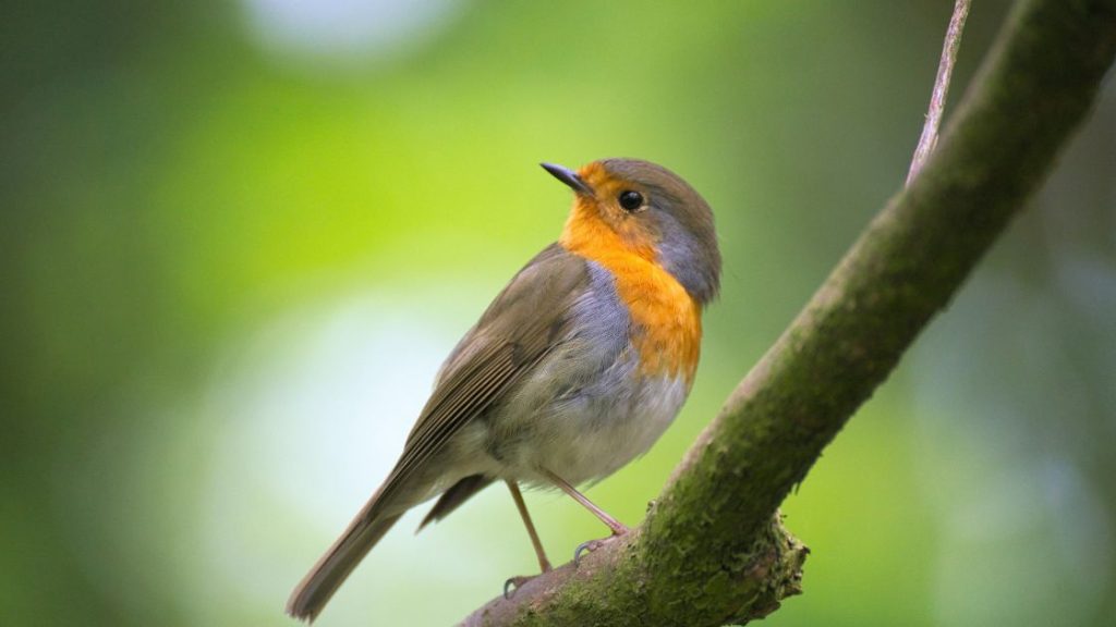 Bird Control