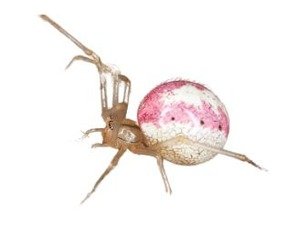 Cobweb spider — builds small irregular webs in upper corners of indoor spaces.’