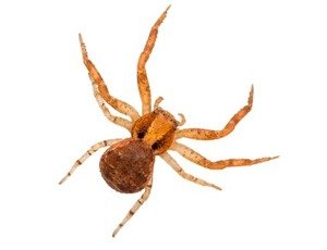 Crab spider — sits-and-waits on flowers; occasionally enters Missouri homes on plants.