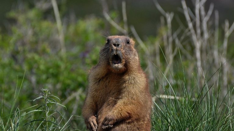 Groundhog