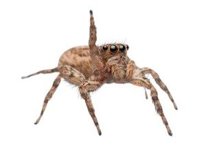 Jumping spider — small active daytime spider often seen near windows.
