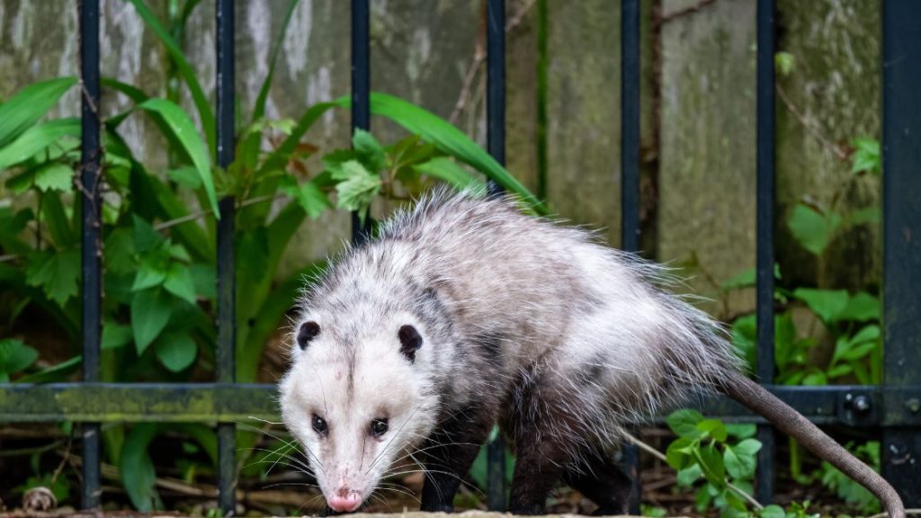 Opossum