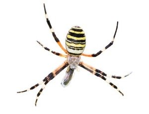 Orb-weaving spider — builds circular webs around Missouri porches and shrubs in fall.