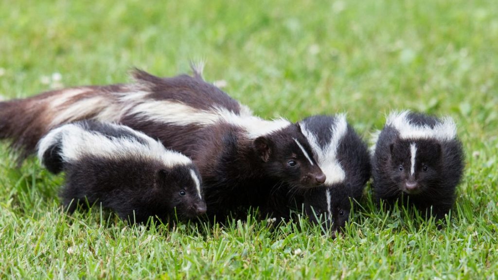 Skunk Family