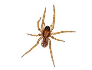 Wolf spider — large hairy hunting spider, often mistaken for brown recluse but harmless.