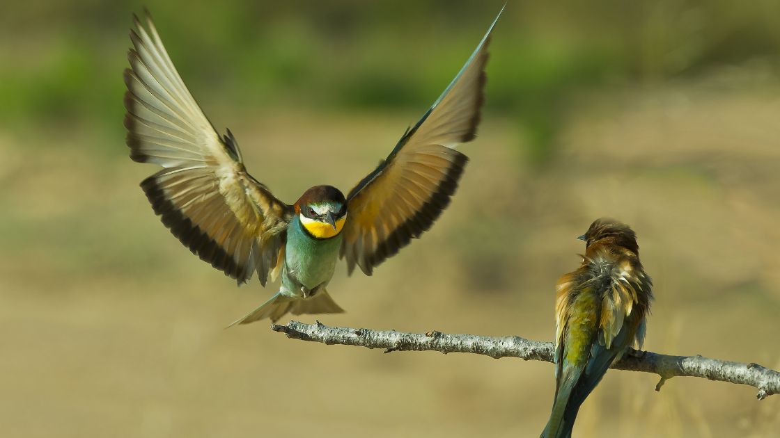 Bird Removal Services in Missouri
