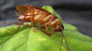 Cockroach Pest Control in Missouri