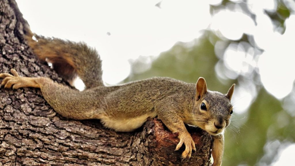 Removal of Squirrel