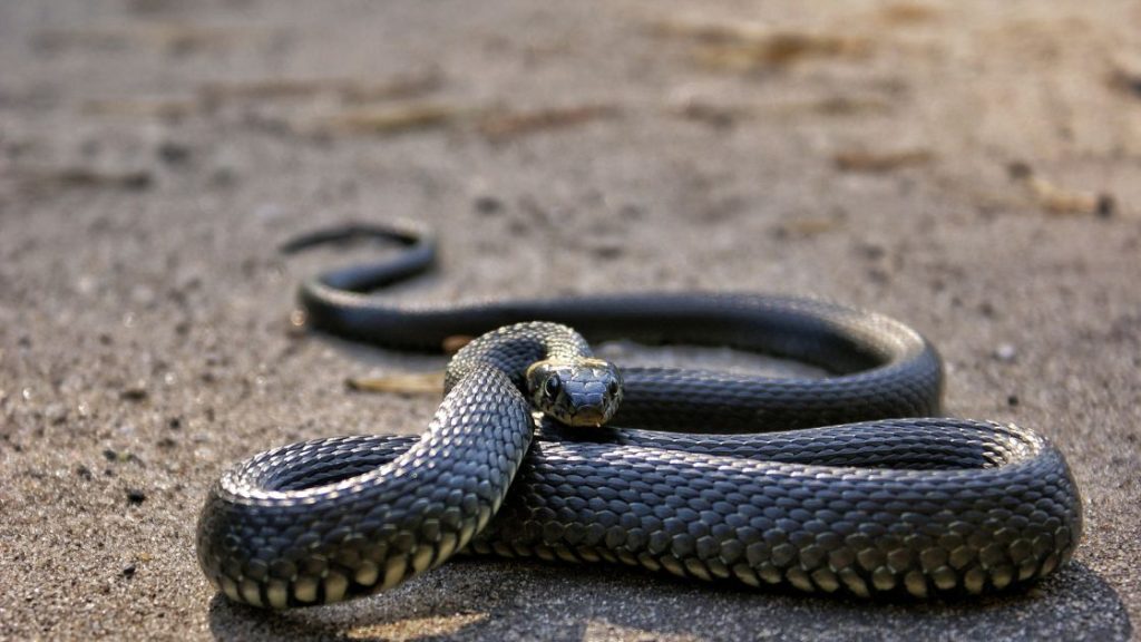 Snake Removal