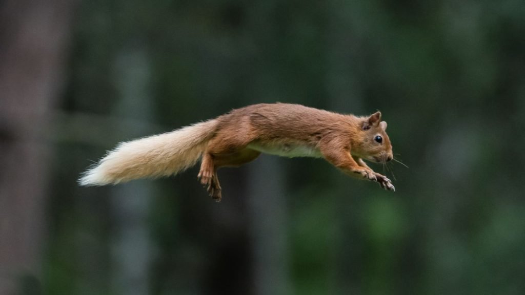 Squirrel