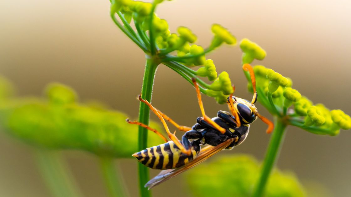 Missouri Wasp Pest Control