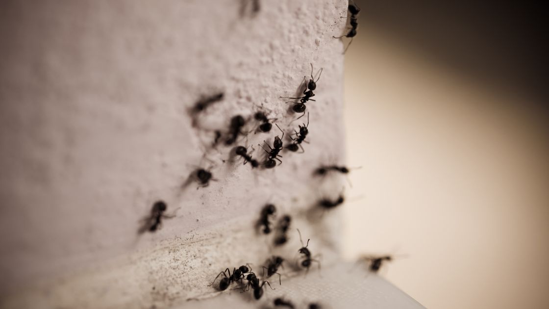 Ants in Walls