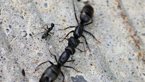 Carpenter Ants