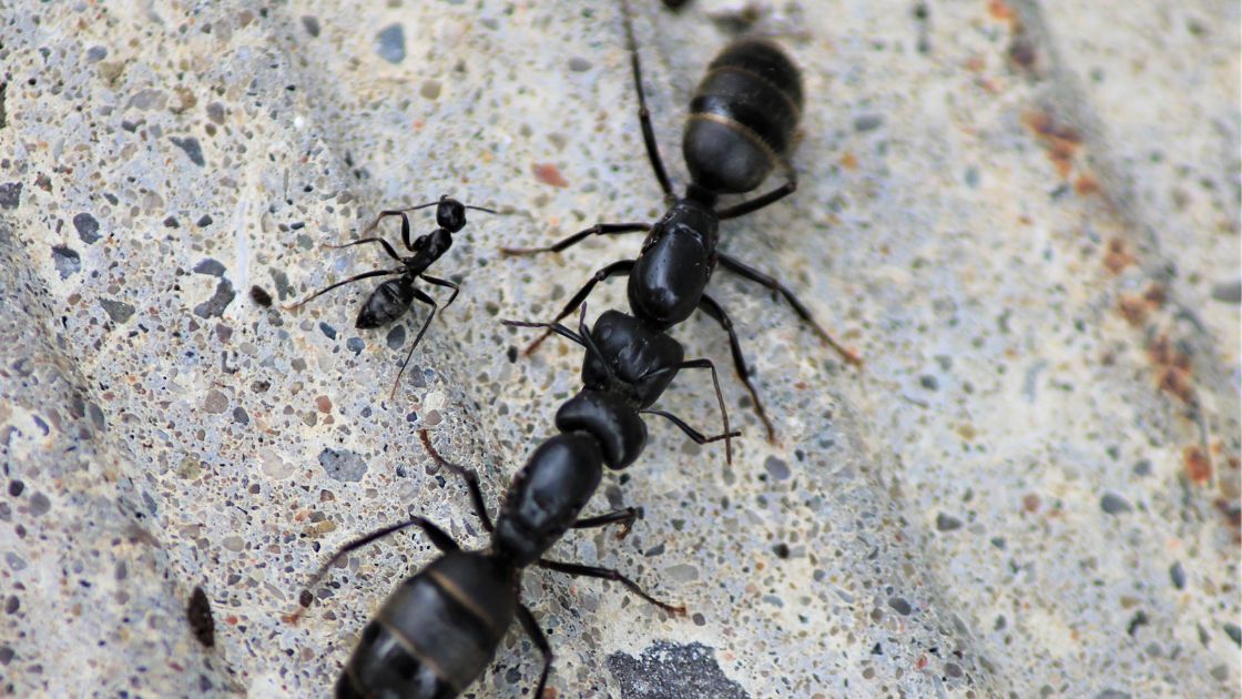 Carpenter Ants