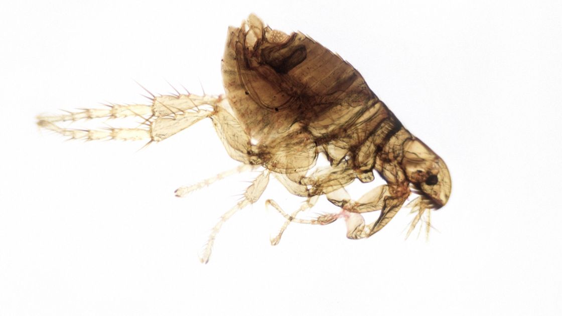 Cat flea (Ctenocephalides felis) — the most common flea species in Missouri homes regardless of pet type