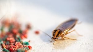 Cockroach Bait