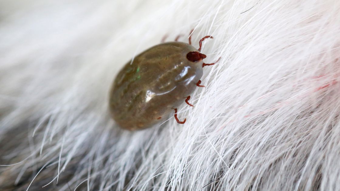 Dog flea (Ctenocephalides canis) — less common Missouri species, primarily on dogs.